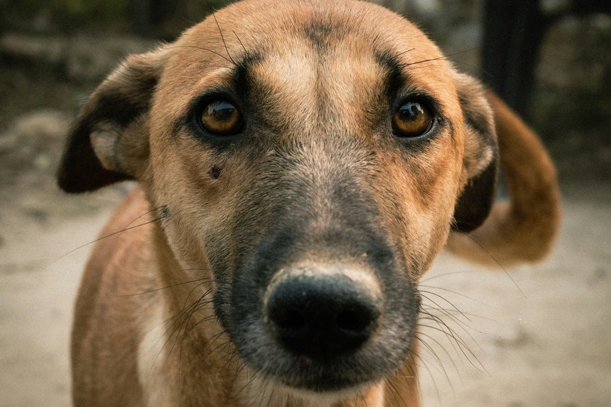 Câmara de BH aprova projeto que responsabiliza agressores de animais por custos de tratamento