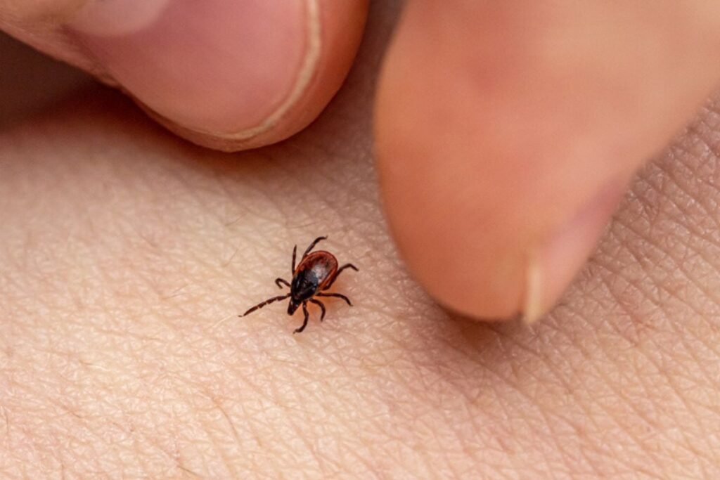 São Paulo registra 26 mortes por febre maculosa em 2026