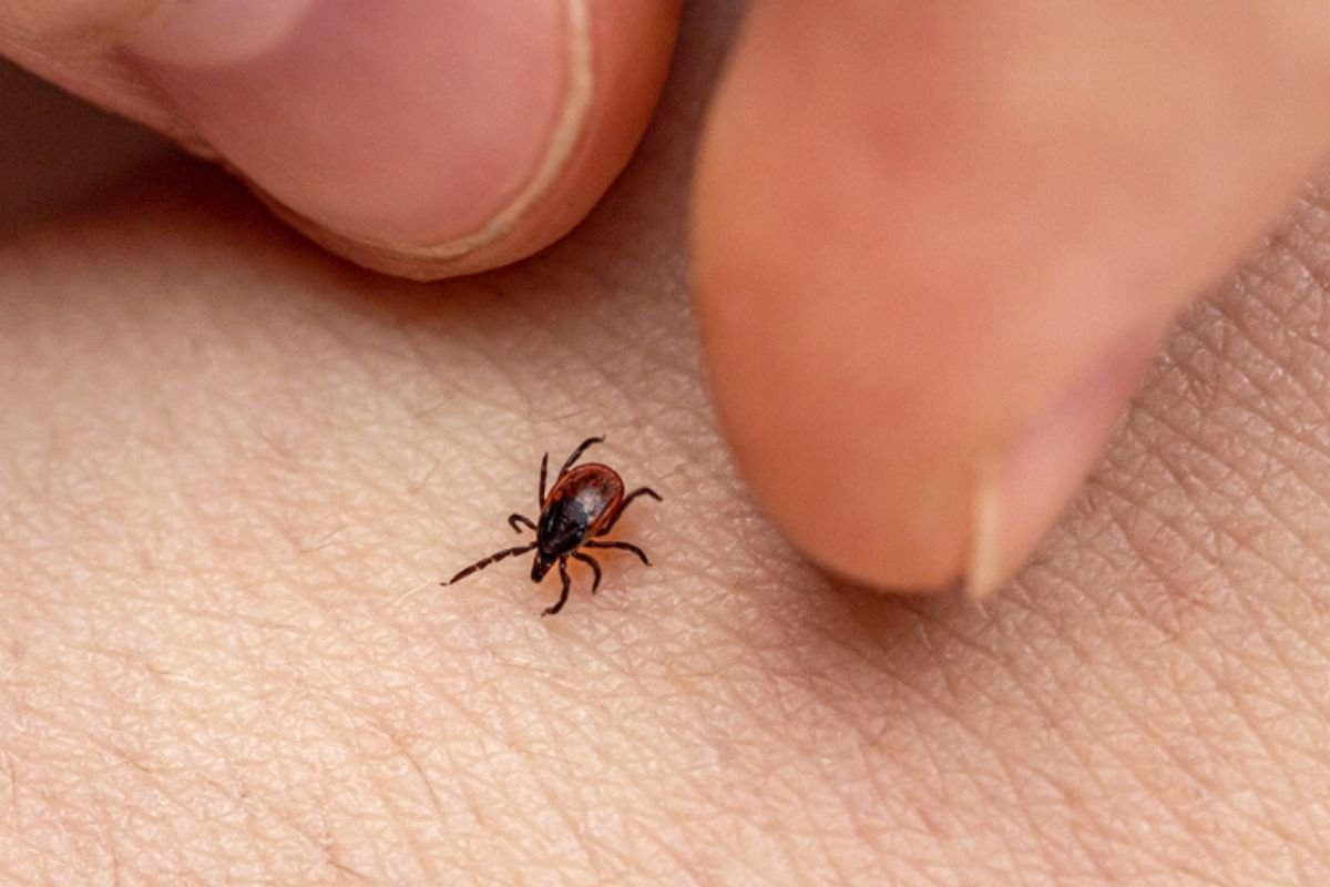 São Paulo registra 26 mortes por febre maculosa em 2026