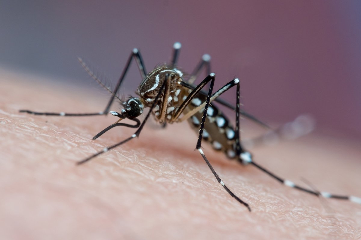 Dengue: cuidados em casa são essenciais para prevenção